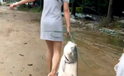 暴雨后女子捡回40斤重大鱼 专家：洪水泡过不建议食用 ！