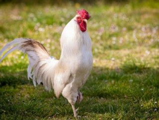 西风落叶意指一最佳最佳生肖,独家释义词语解释! 