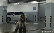 女子在小区车库遇1米多高阿富汗猎犬 吓到不敢下车 ！