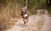 你支持吗！专家建议对伤人犬只饲养者追刑责：害人又害己 ！