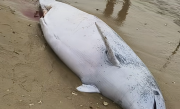 广东沙滩现中华白海豚尸体：系难产死亡 腹中幼崽一同殒命 !