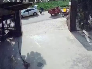 养了30多年的鳄龟被过路司机抱走 主人恳求不要杀 另一只已不吃不喝 !