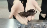 海关查出6只老鼠干！检出3种细菌1种寄生虫 当事人：用来吃的 ！