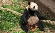 20岁雄性大熊猫彤彤死亡：突发疾病、呼吸衰竭 ！