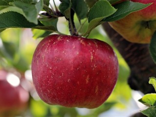 淄博苹果哥火了：各地商贩纷纷模仿摆苹果  ！