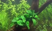阴性水草有哪些（淡水中常见的阴性水草有哪些种类） ！