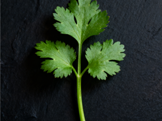 研究新发现：突然爱上香菜可能因为你老了 ！