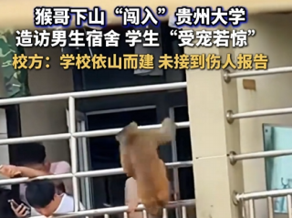 贵州大学宿舍遇“辅导猿查寝” 学生“受宠若惊” 校方：闯入猴子系保护动物 只能驱赶 !