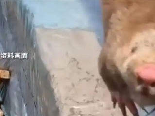 夫妻抓住偷柑橘的竹鼠烤来吃确诊肺炎 医生：这种菌太危险 !