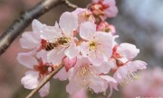 武大樱花开放了！官方：实行网络预约制 不收任何费用 ！