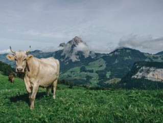 至人无梦意指一最佳最佳生肖,独家释义词语解释! 