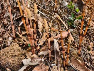 8岁男孩爬山识草预判山下藏金矿 与AI给出的结果高度吻合 ！