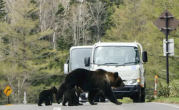 又有熊杀人！日本登山者遗体全身抓痕疑遭熊袭击 ！