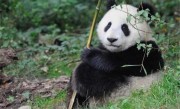 大熊猫外形特征解析（介绍大熊猫的外观特点） ！