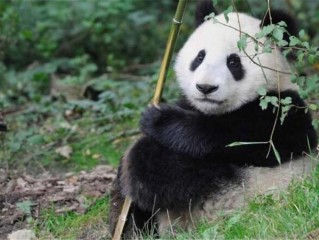 大熊猫外形特征解析（介绍大熊猫的外观特点） ！