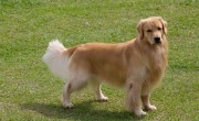 金毛犬的特点与性格（介绍金毛犬的特征和性格特点） ！