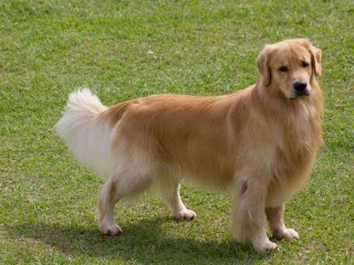 金毛犬的特点与性格（介绍金毛犬的特征和性格特点） ！