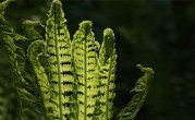 蕨类植物的主要特征（蕨类植物的形态等特点概述）