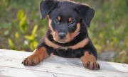 罗威纳幼犬价格及市场（罗威纳犬幼犬的价格和市场情况）