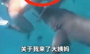 女子生理期海下潜水被鲨鱼咬伤：血腥味刺激鲨鱼 ！