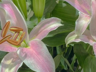 百合一年开花次数及花期（百合一年开几次花，花期多少） ！