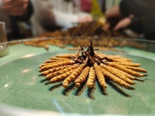 虫草和冬虫夏草的区别（解释虫草和冬虫夏草的不同和特性） !