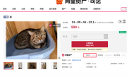 主人因欠钱3岁狸花猫被法拍 已超5千人报名竞拍 !