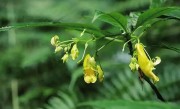 贵州发现新物种北盘江凤仙花：生长在海拔1300米湿地 约有5100株 ！