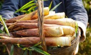 鲜笋怎么处理才不涩味（如何去除春笋的苦味和涩味） ！