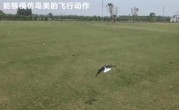 西工大仿生扑翼飞行器“小隼”亮相：翅膀可扑动、折叠 还原鸟类飞行 ！