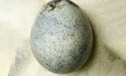 英国出土1700年前鸡蛋发现仍有蛋液：但臭气熏天 !