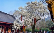 杭州法喜寺500年古玉兰如期绽放：从明代生长至今 皎皎如白玉 ！