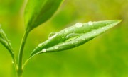 植物晚上释放氧气还是二氧化碳（解答植物夜间释放气体的类型） !