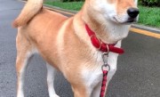 中华田园犬禁养 网友吵翻老祖宗严选为啥不让养：多部门回应了 !