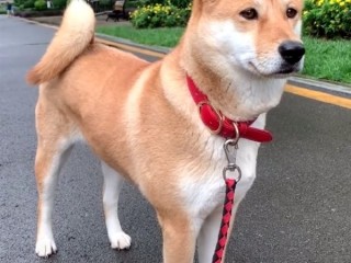中华田园犬禁养 网友吵翻老祖宗严选为啥不让养：多部门回应了 !