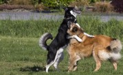 训犬基地的收费标准（训犬基地每月的收费是多少）