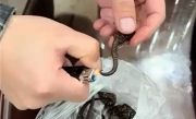 广东一男子药酒里泡了十余年的海马竟是塑料：网友看完直呼杯具 ！