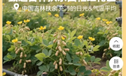 良品铺子就“花生上树”致歉：系错误使用AI生成图片 !