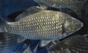 初夏钓鲫鱼宜钓深水（初夏季节钓鲫鱼时选择钓深水） ！