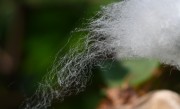 棉纤维燃烧气味分析（分析棉纤维燃烧时所产生的气味） !