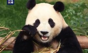 旅韩回国的福宝开始营业了：在熊猫中心卧龙神树坪基地亮相 ！
