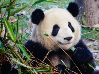 大熊猫生活习性（介绍国宝大熊猫的生活习性和习惯） ！