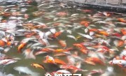 公园观赏鱼大量死亡 一男子被刑拘：嫉妒同行 投放杀虫剂 ！