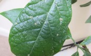 花长腻虫如何防治（如何控制花卉上的腻虫）