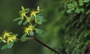 浙江江山发现新物种须女景天：3月发芽、5月开花、7月枯萎 ！