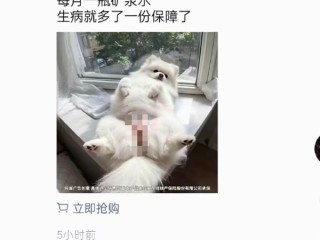 宠物险广告现女性私密部位 低俗营销引争议 涉事公司回应 ！