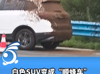 SUV车尾爬满密密麻麻的蜜蜂 车主称车上没有吃的 网友：妥妥“顺蜂车” !