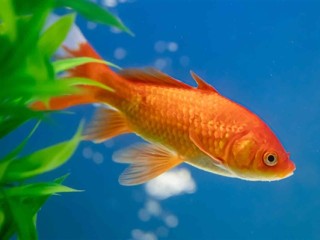 “巧克力”大爷直播钓鱼引万人围观：皮肤晒成酱油色 !