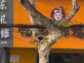 安徽马鞍山和县街头惊现瑜伽树：舞蹈生身姿都没这么妙曼 ！