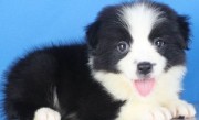 纯种边牧幼犬多少钱（纯种边牧幼犬的价格）